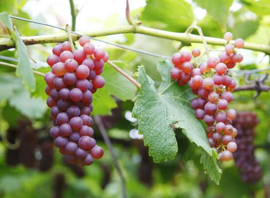 葡萄怎么保存时间长，四种方法让你葡萄持续保鲜